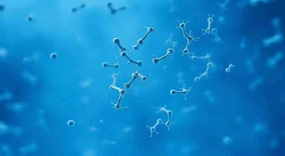 Meningococemia