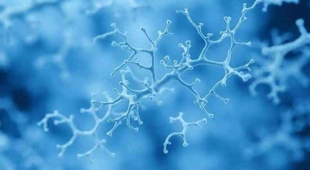 Mucopolisacaridosis tipo 7 (MPS VII, síndrome de Sly)