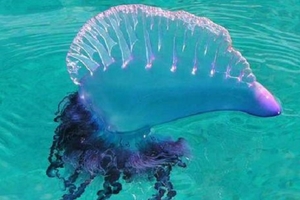 Portuguese man o' war. Treatment of burns and first aid in case of contact with physalia